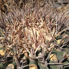 Ferocactus emoryi emoryi