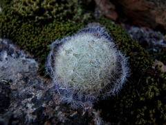Crassula barbata barbata