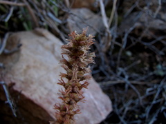 Crassula barbata barbata