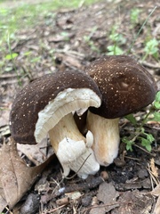 Xanthoconium affine maculosus