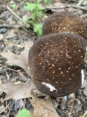 Xanthoconium affine maculosus