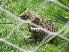 Prionailurus viverrinus