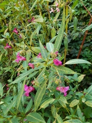 Impatiens glandulifera