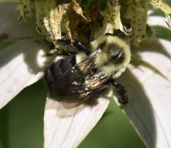 Bombus impatiens