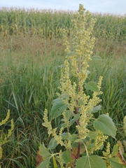 Cyclachaena xanthiifolia