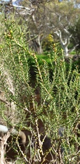 Melaleuca brevifolia