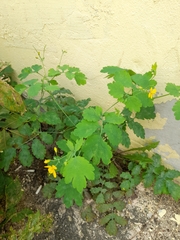Chelidonium majus