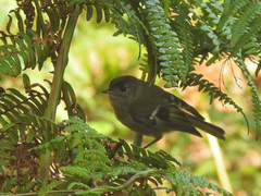 Regulus regulus inermis