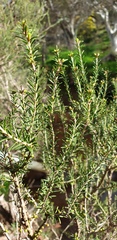 Melaleuca brevifolia