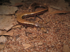 Vanzolini's Anotosaura photo 2