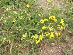 Lotus corniculatus