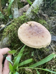Austroboletus gracilis