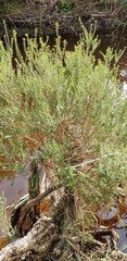 Melaleuca brevifolia