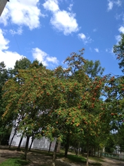 Sorbus aucuparia