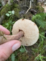 Austroboletus gracilis