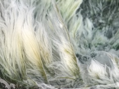 Acrosiphonia