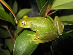 Aplastodiscus leucopygius