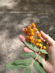 Sorbus aucuparia