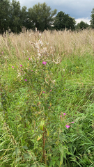 Epilobium hirsutum