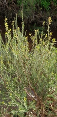 Melaleuca brevifolia