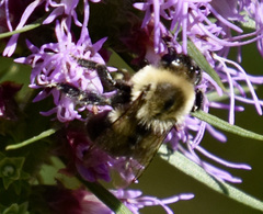 Bombus impatiens