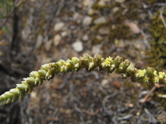 Crassula muscosa muscosa