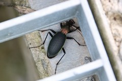 Carabus jankowskii