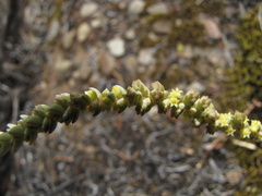 Crassula muscosa muscosa