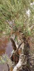 Melaleuca brevifolia