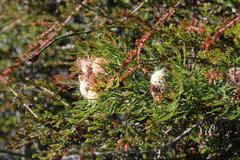 Serruria inconspicua