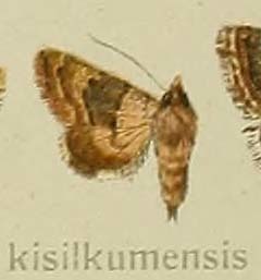 Drasteriodes