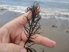 Grateloupia divaricata