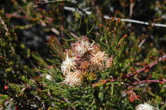 Serruria inconspicua