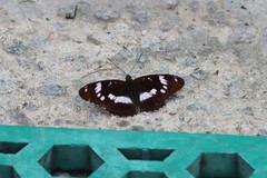 Limenitis sydyi