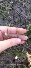 Zephyranthes minima