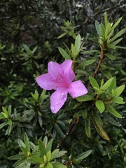 Rhododendron kanehirai