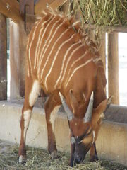 Tragelaphus eurycerus