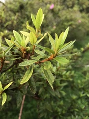 Rhododendron kanehirai