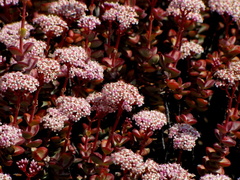 Crassula rupestris rupestris