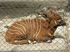 Tragelaphus eurycerus