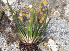 Isoetes lacustris