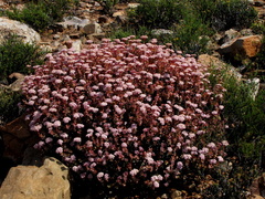 Crassula rupestris rupestris