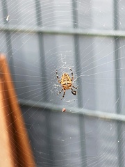 Araneus diadematus