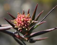 Crassula subulata subulata