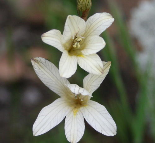 Tritonia parvula · iNaturalist