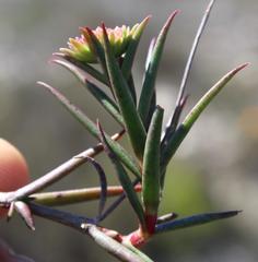 Crassula subulata subulata