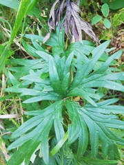 Aconitum volubile
