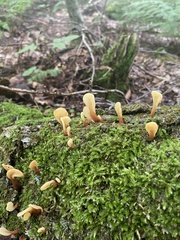 Spathulariopsis