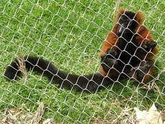 Varecia rubra