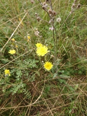 Pilosella densiflora